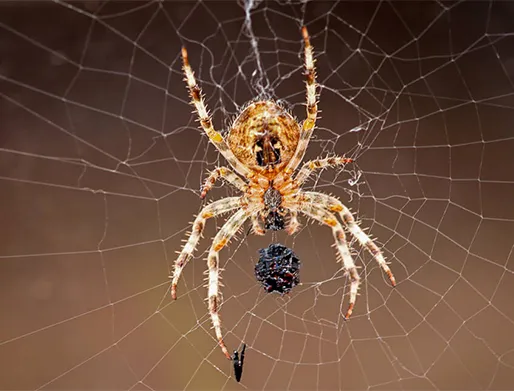 Dedetização de Aranha na Chácara Santo Antônio