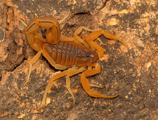 Dedetização de Escorpião na Chácara Santo Antônio