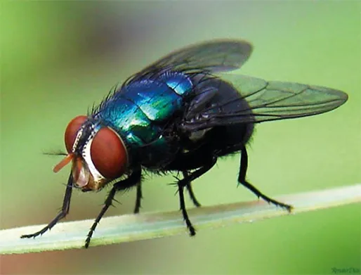 Dedetização de Mosca na Chácara Santo Antônio