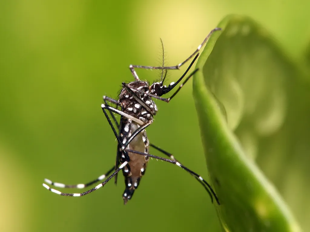 Dedetização de Mosquito na Chácara Santo Antônio