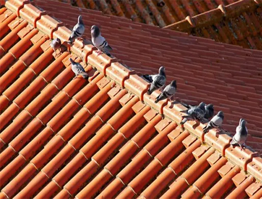 Dedetização de Pombo na Chácara Santo Antônio