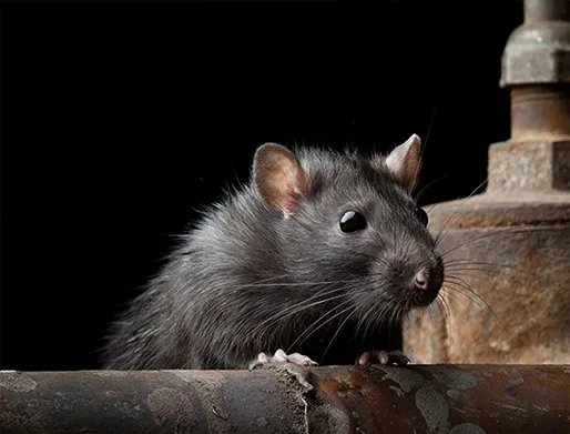 Dedetização de Rato na Chácara Santo Antônio